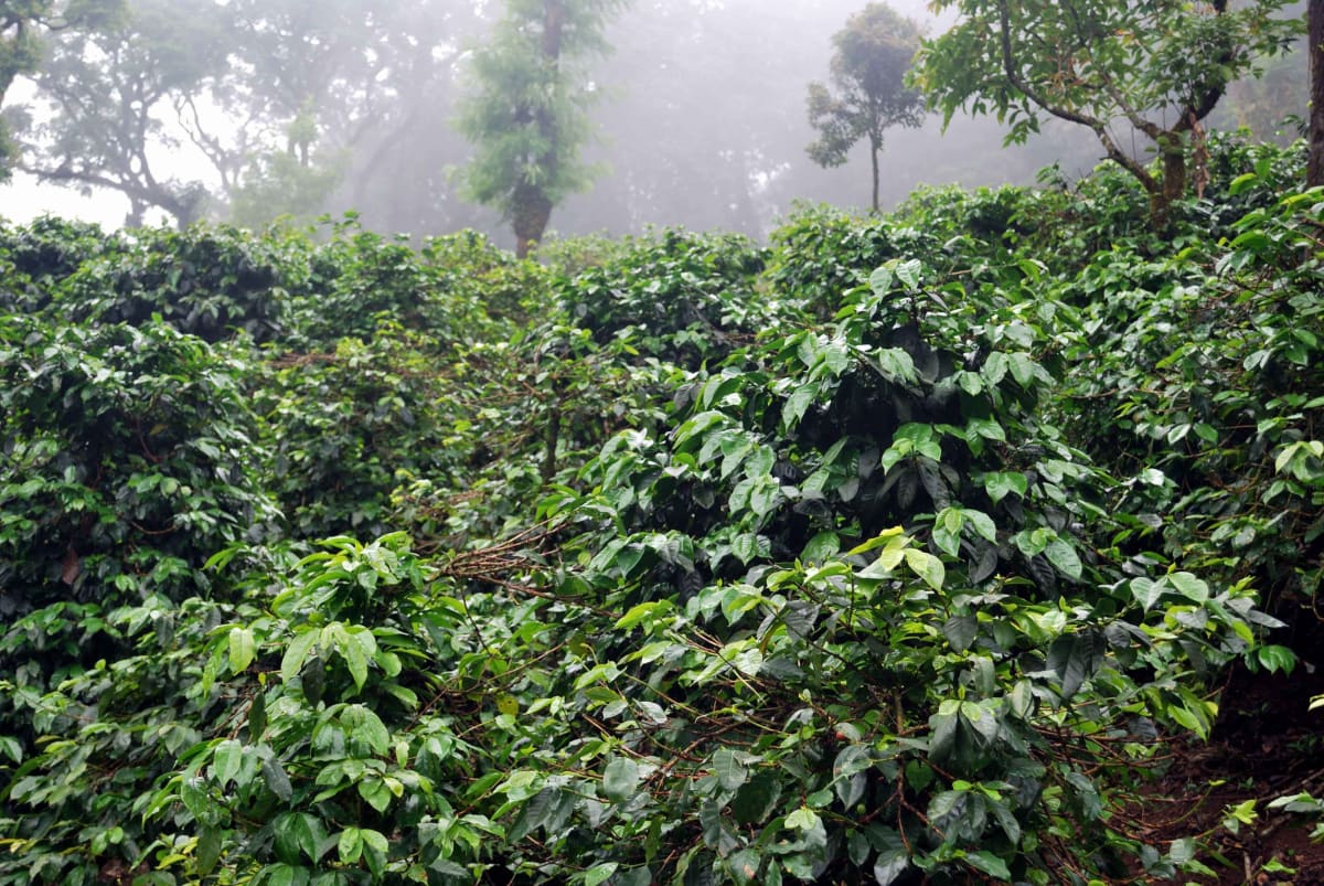 b2b India - Monsooned Malabar