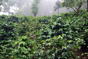 b2b India - Monsooned Malabar
